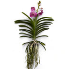 Vanda Brighton's Pink Delight (Ansu)