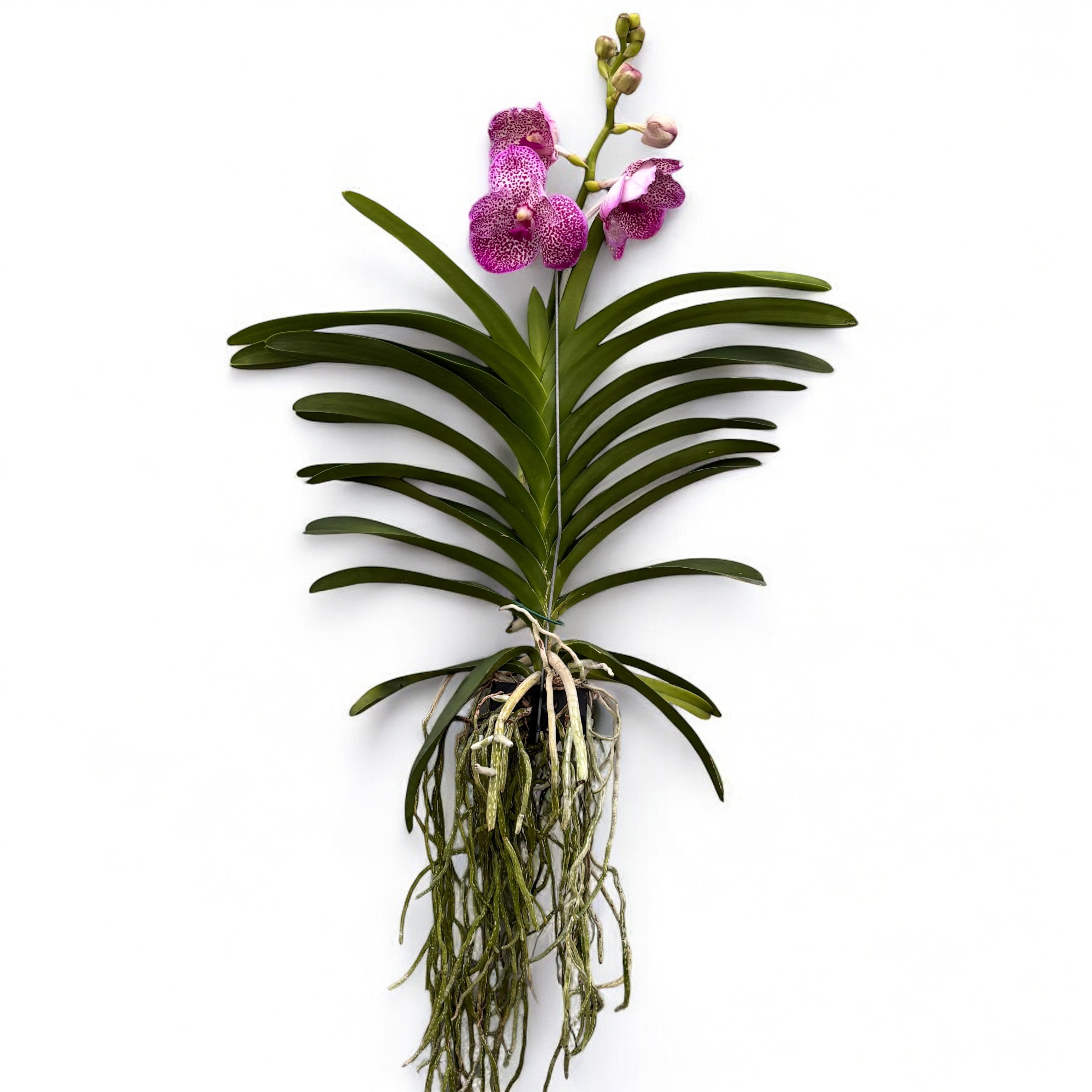 Vanda Brightonin Pink Delight (Ansu)