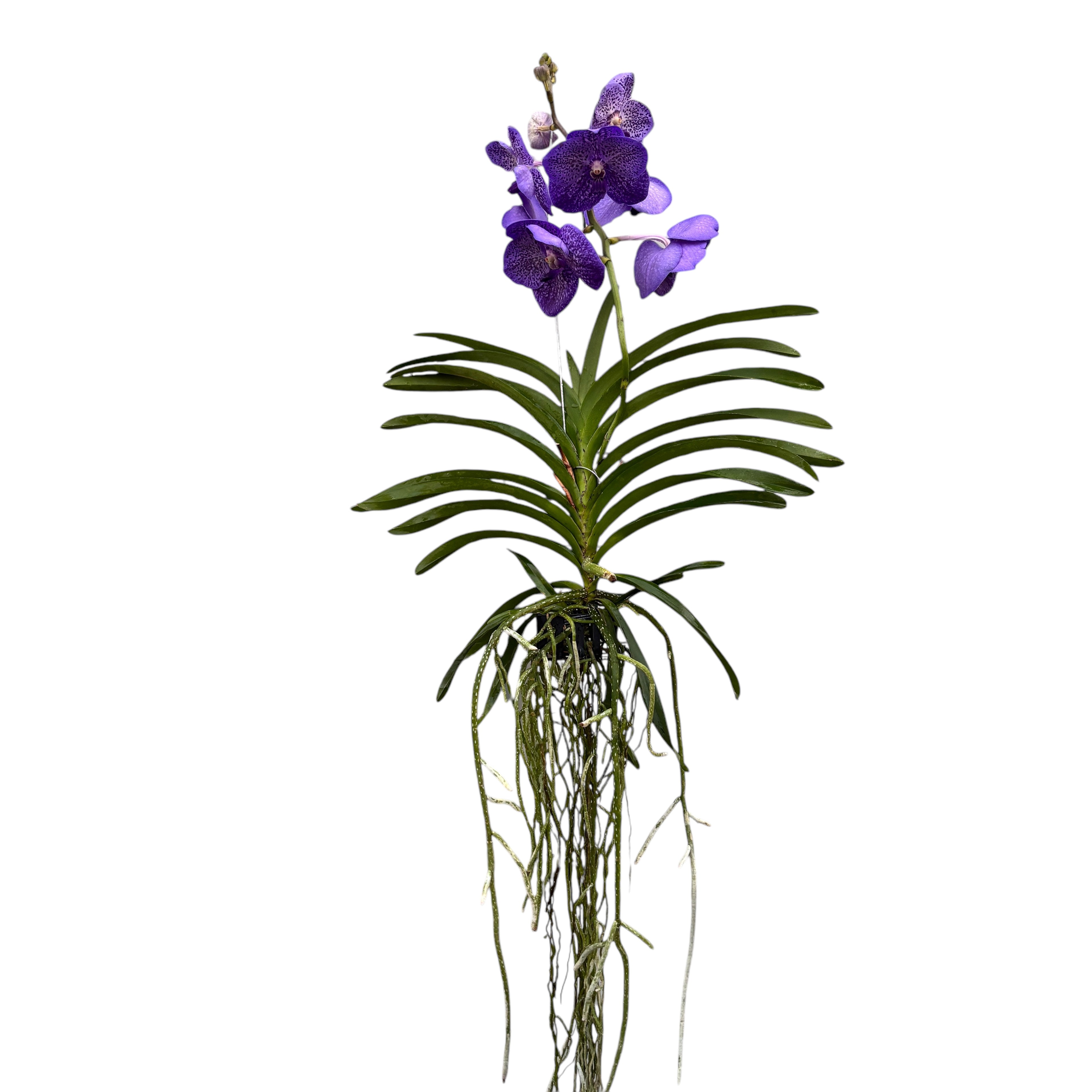 Vanda Sunanda Lavender Sprinkles (Ansu)