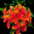 Epidendrum radicans ‘Orange’ XL (exemplaire unique)