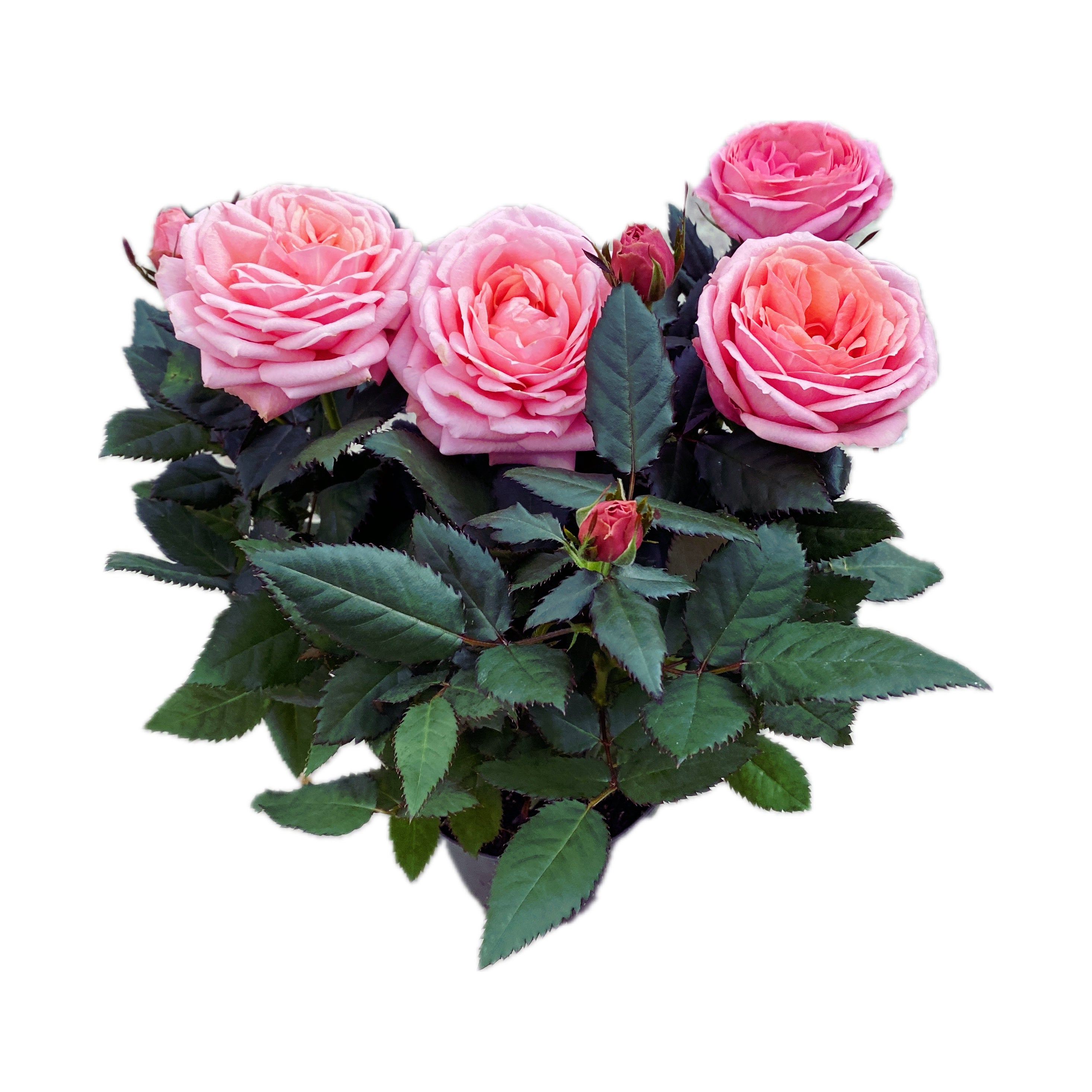 Trandafiri Rosa Kordana Grande Adele  - flori parfumate si mari