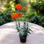 Epidendrum radicans ‘Orange’ XL (exemplaire unique)