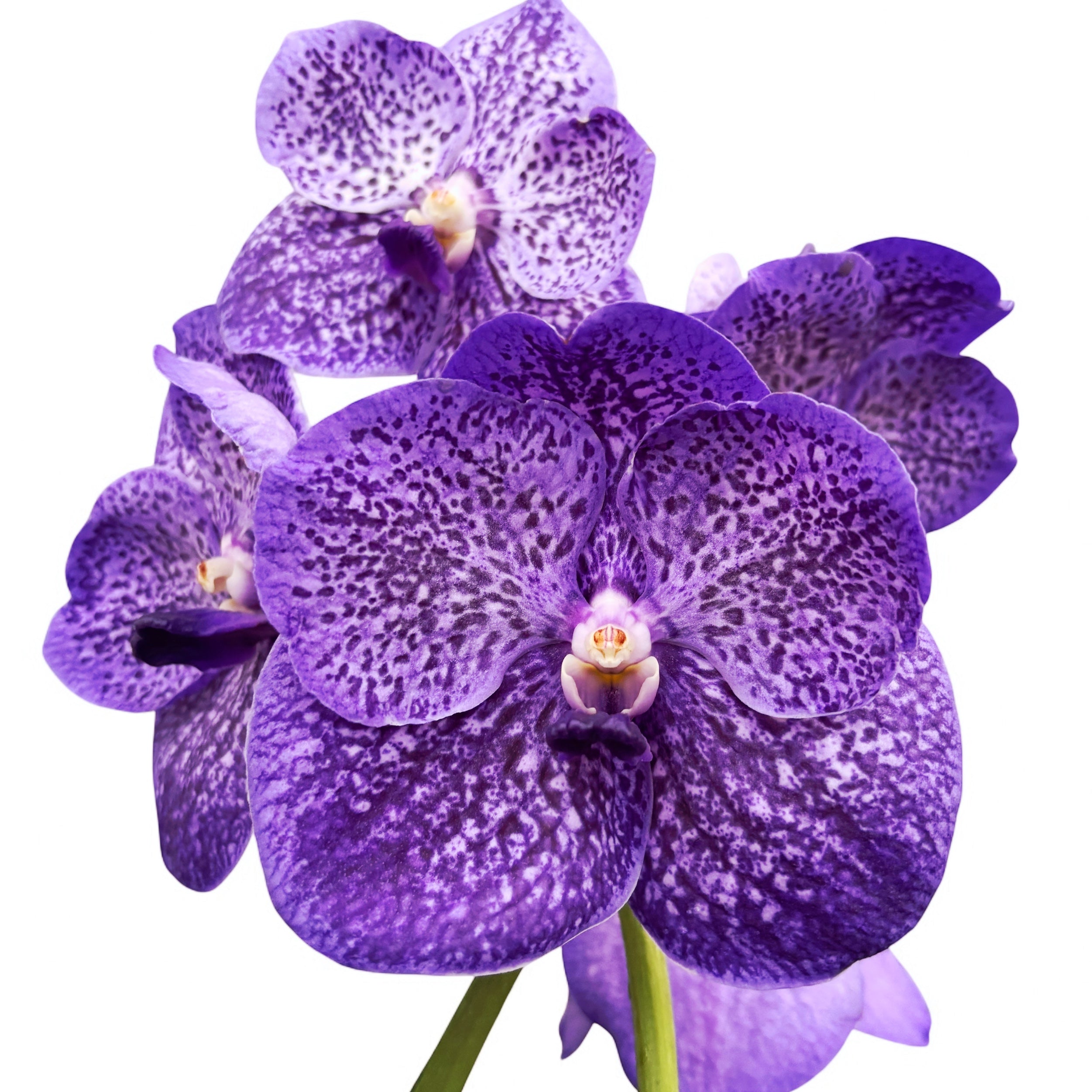 Vanda Sunanda Lavender Sprinkles (Ansu)
