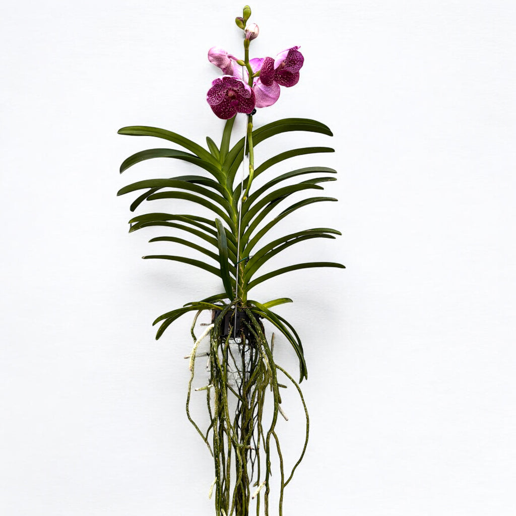 Vanda SUNANDA Magenta Glitter (Ansu)