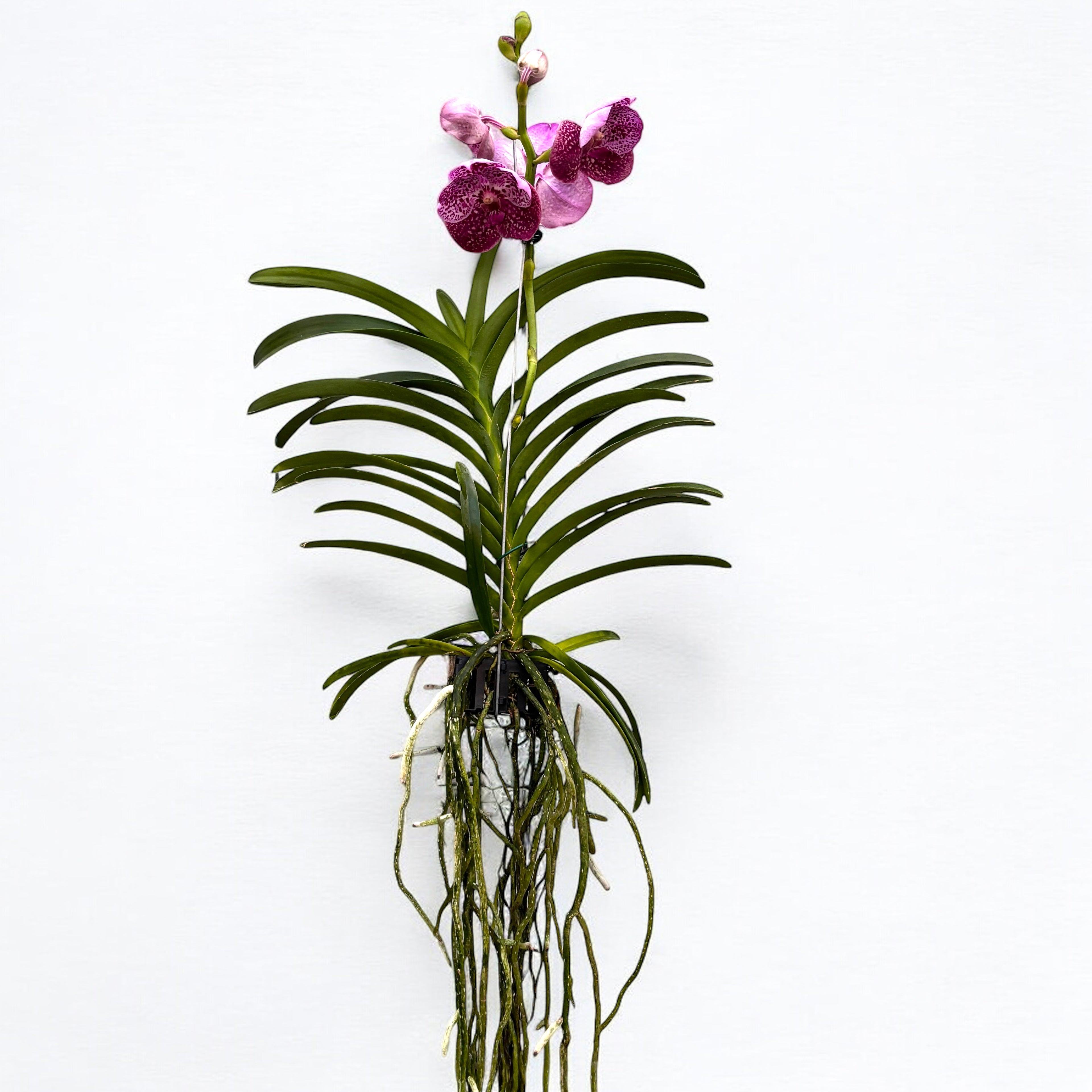 Vanda SUNANDA Magenta Glitter (Ansu)