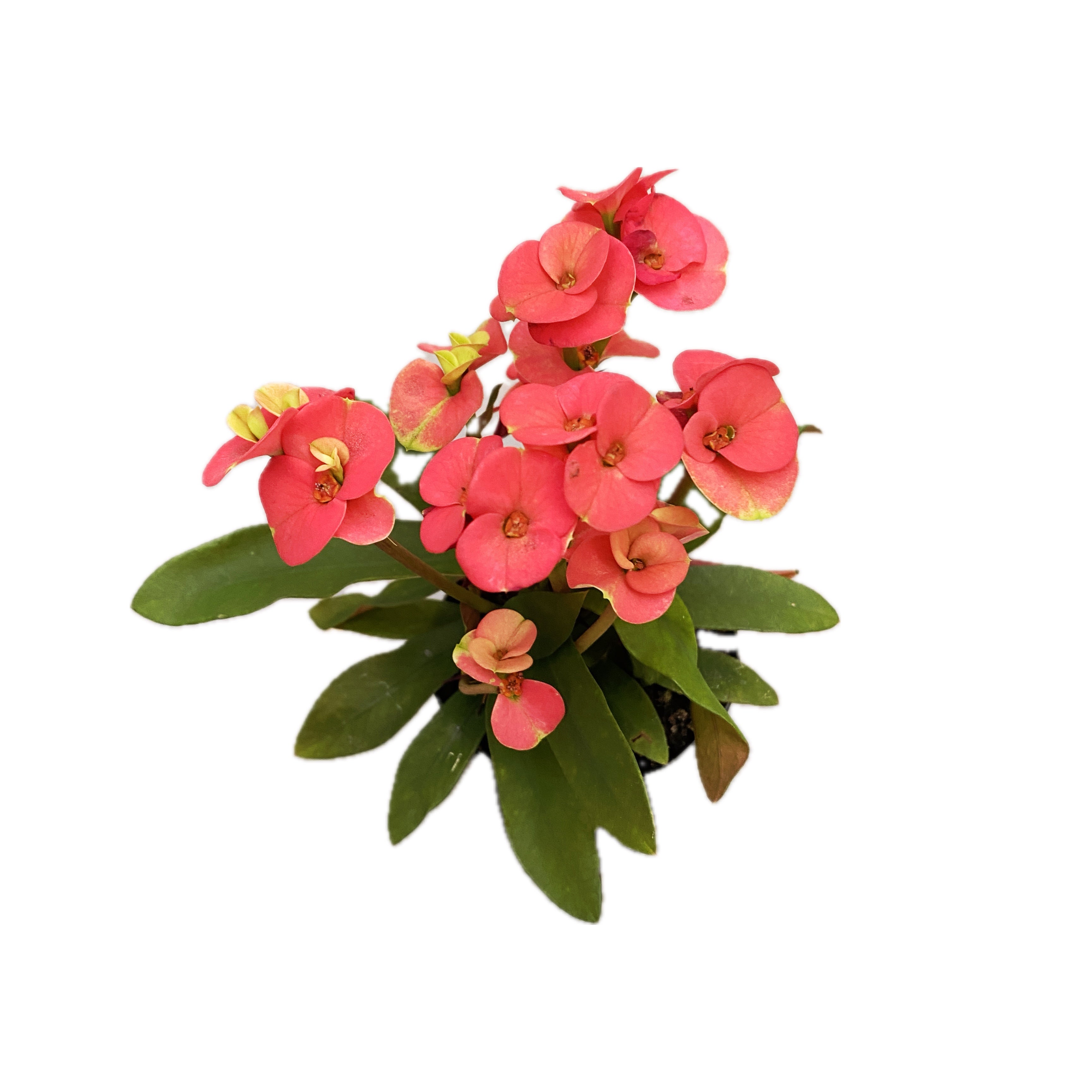 Euphorbia Milii Red ‘EOS’ babyplant (Coroana lui Isus rosie)
