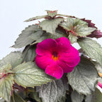 Achimenes ‘Magenta Meteor’ - achimenes cu flori magenta intense si inflorire abundenta