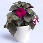 Achimenes ‘Magenta Meteor’ - achimenes cu flori magenta intense si inflorire abundenta