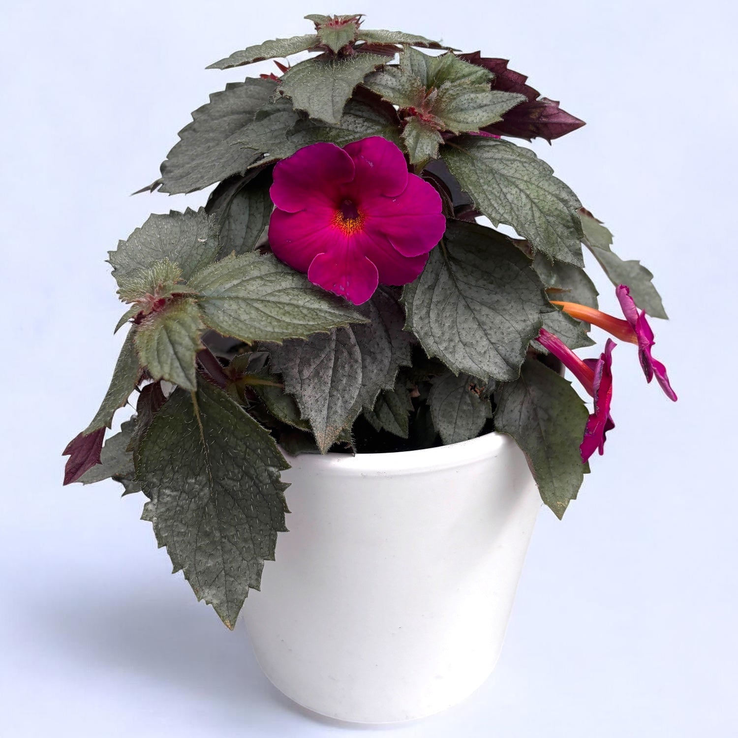 Achimenes ‘Magenta Meteor’ - achimenes cu flori magenta intense si inflorire abundenta