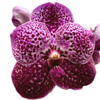Vanda SUNANDA Magenta Glitter (Ansu)