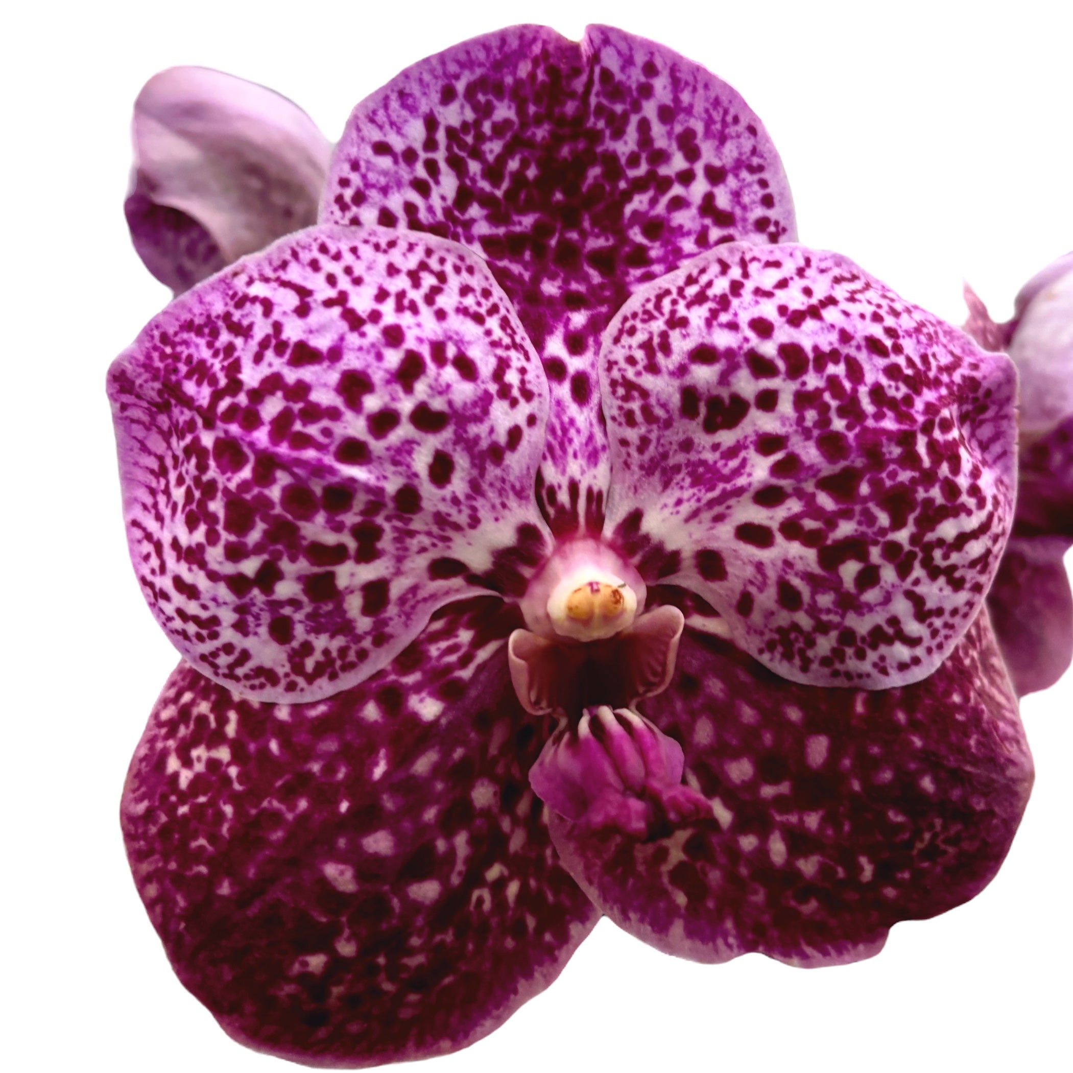 Vanda SUNANDA Magenta Glitter (Ansu)