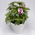 Achimenes ‘Yellow Fantasy’ - achimenes galben-crem cu inflorire abundenta