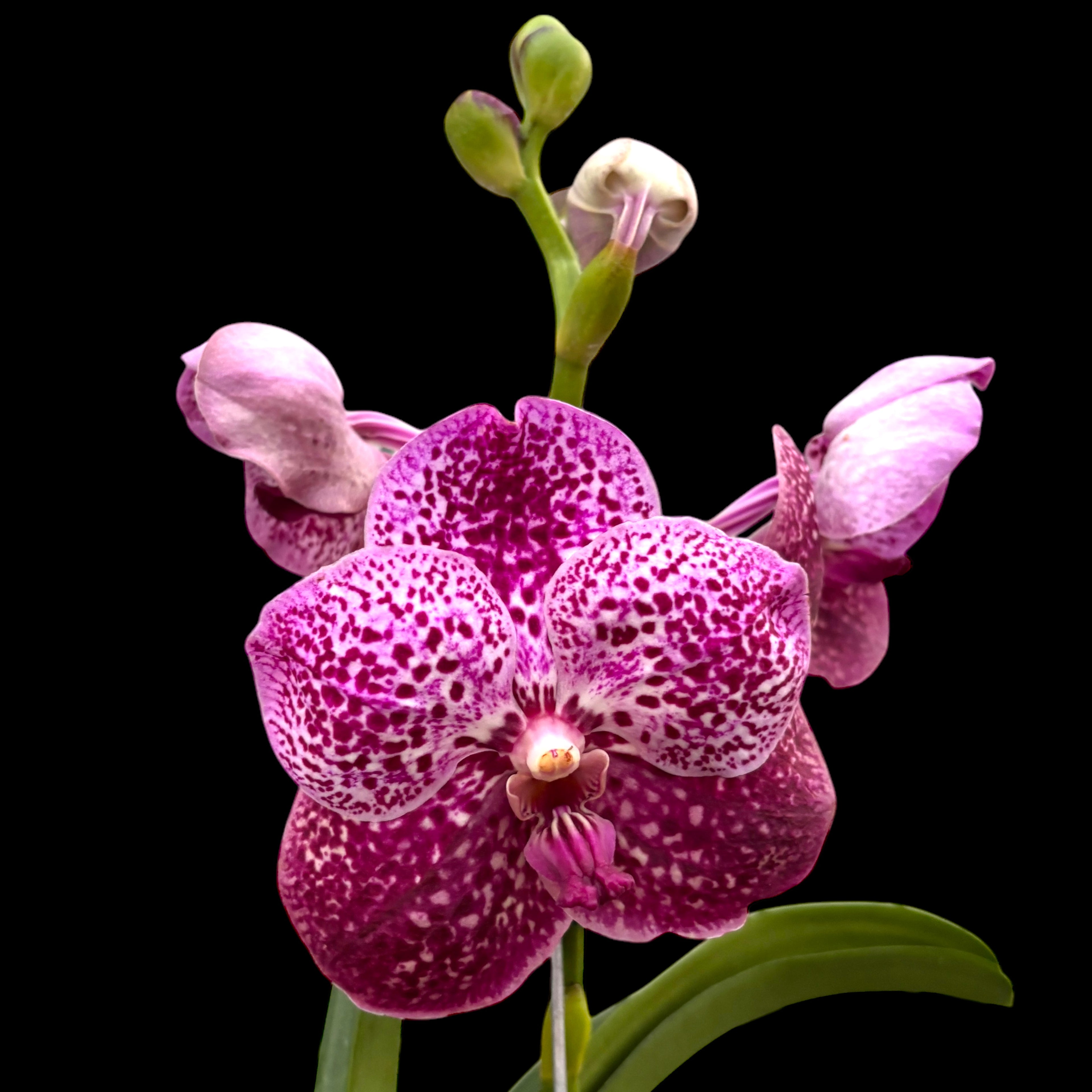 Vanda SUNANDA Magenta Glitter (Ansu)
