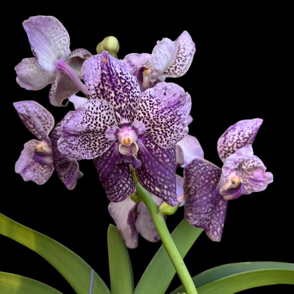 Vanda Divana Antique 'Prune Mauve' (Ansu)