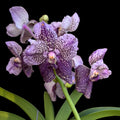 Vanda Divana Antique 'Mauve Plum' (Ansu)