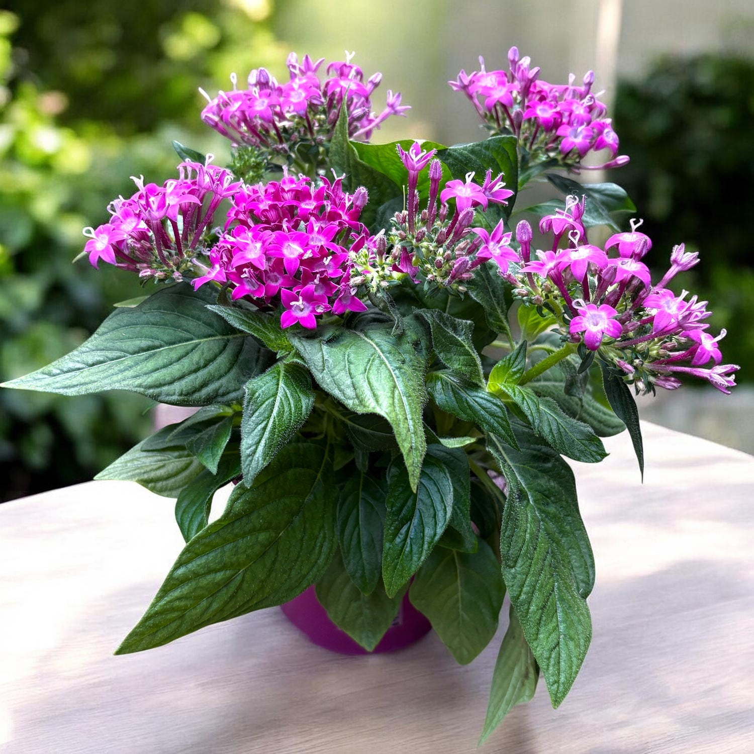 Pentas lanceolata ‘Graffiti Violet’ - Steaua Egiptului, inflorire abundenta