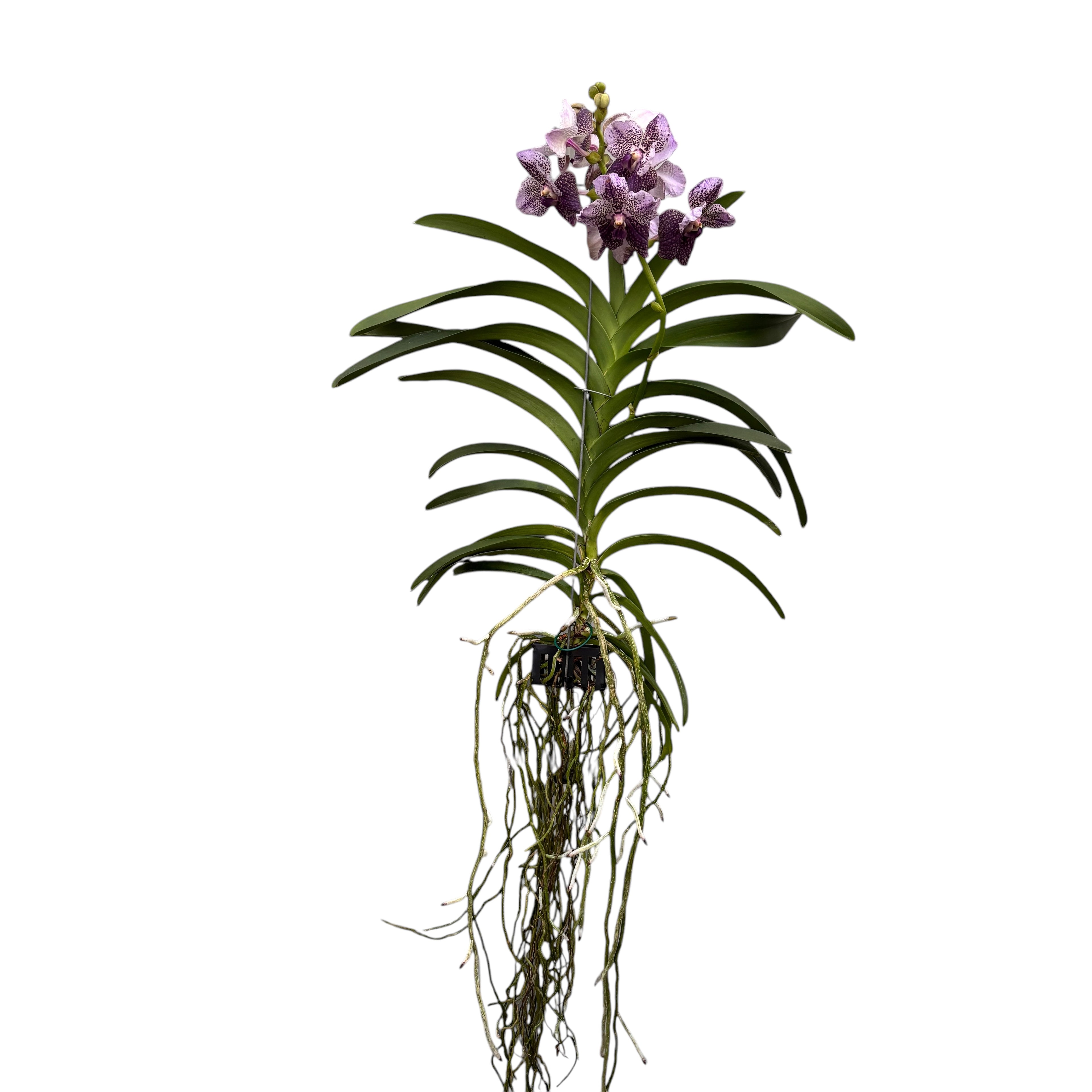 Vanda Divana Antique 'Mauve Plum' (Ansu)