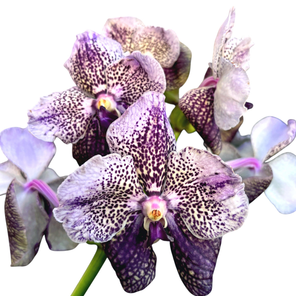 Vanda Divana Antique 'Prune Mauve' (Ansu)