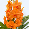 Vanda Natcha Magic Orange (Ansu)