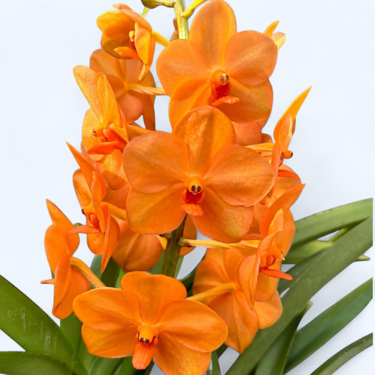 Vanda Natcha Magic Orange (Ansu)