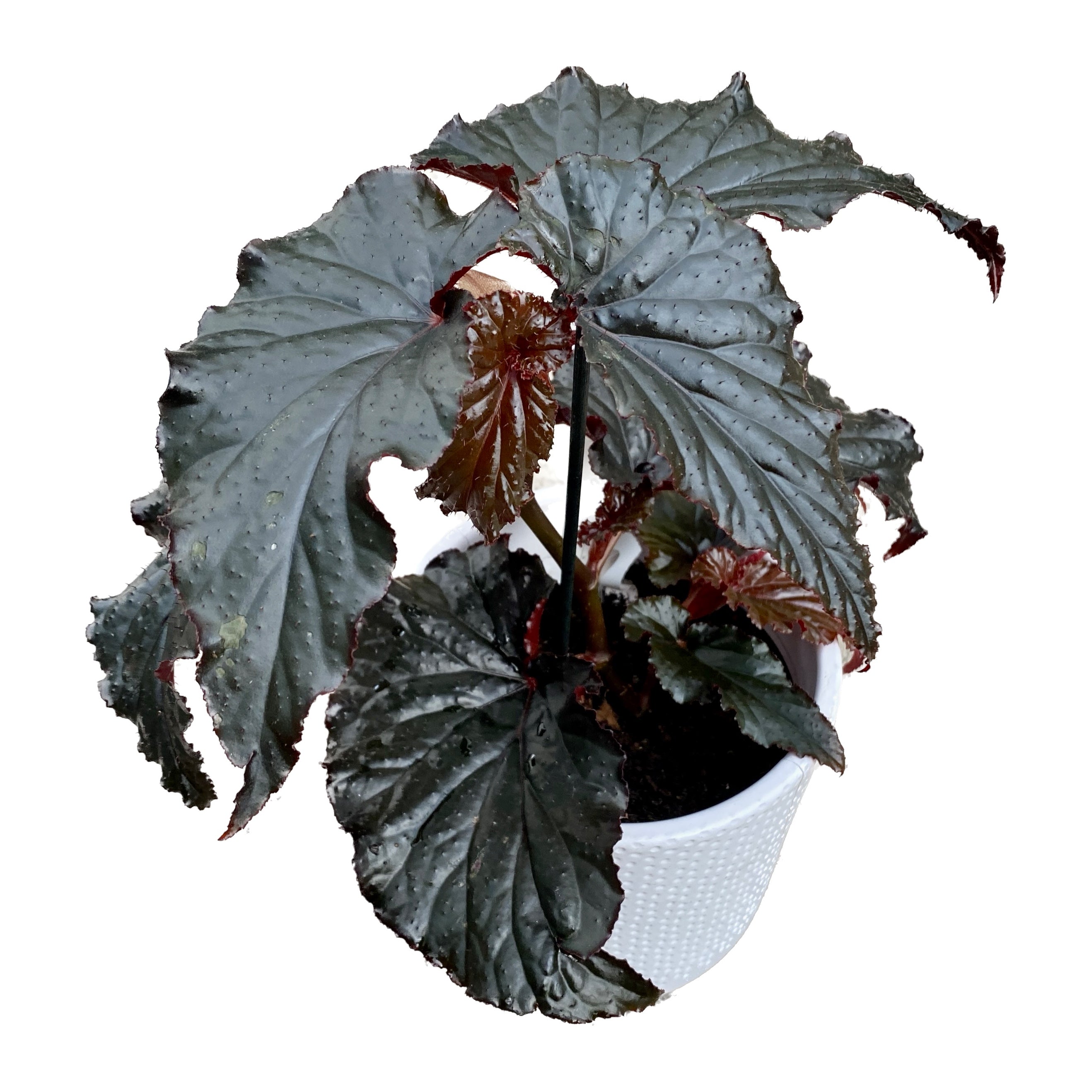Begonia 'Arabian Sunset'
