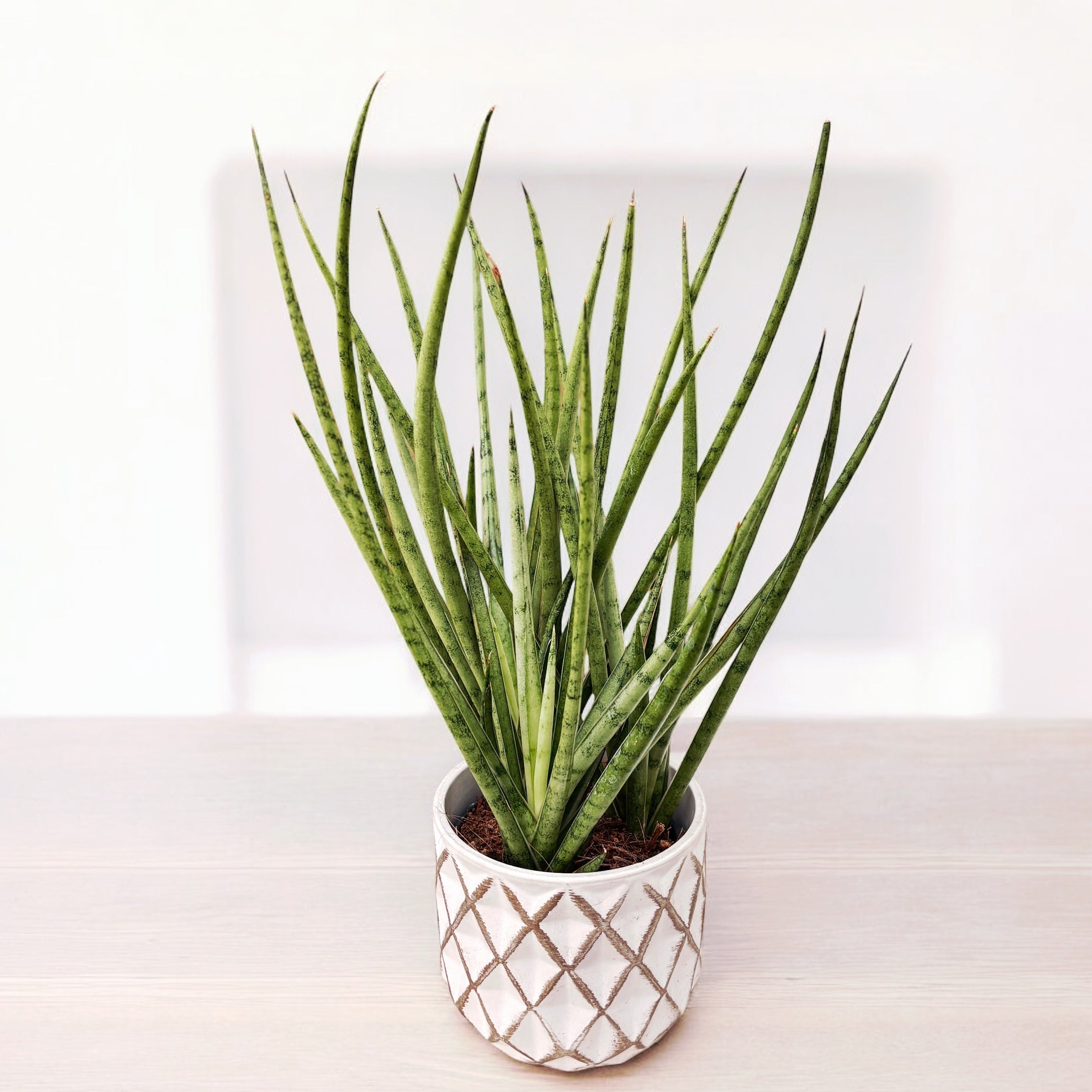 Sansevieria platinum Mikado – Secret Garden Plant Shop