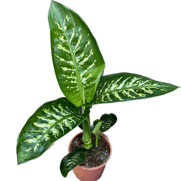 Dieffenbachia seguine 'Tropic Snow' 2 plants/pot