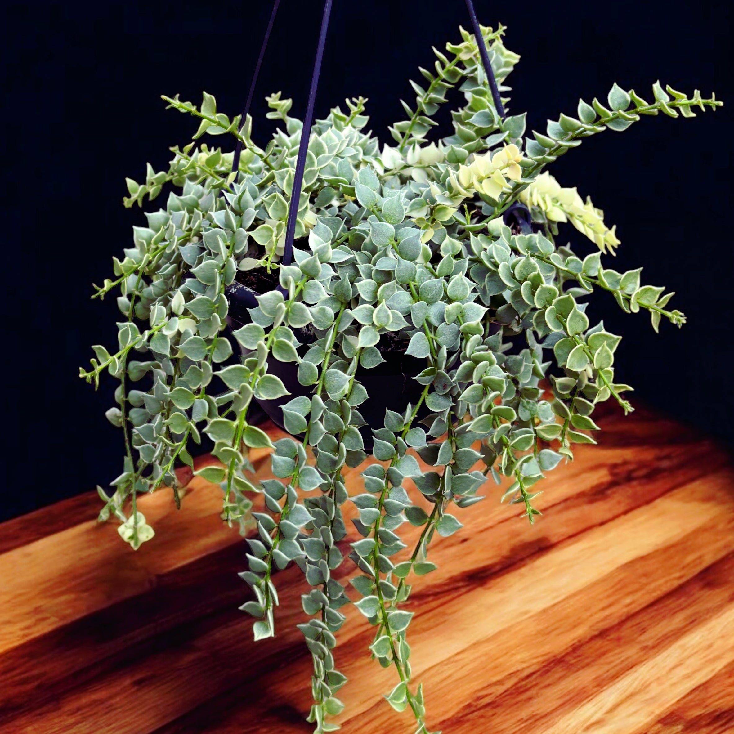 Dischidia ruscifolia 'Variegata' (Million Hearts plant) - exemplare dezvoltate