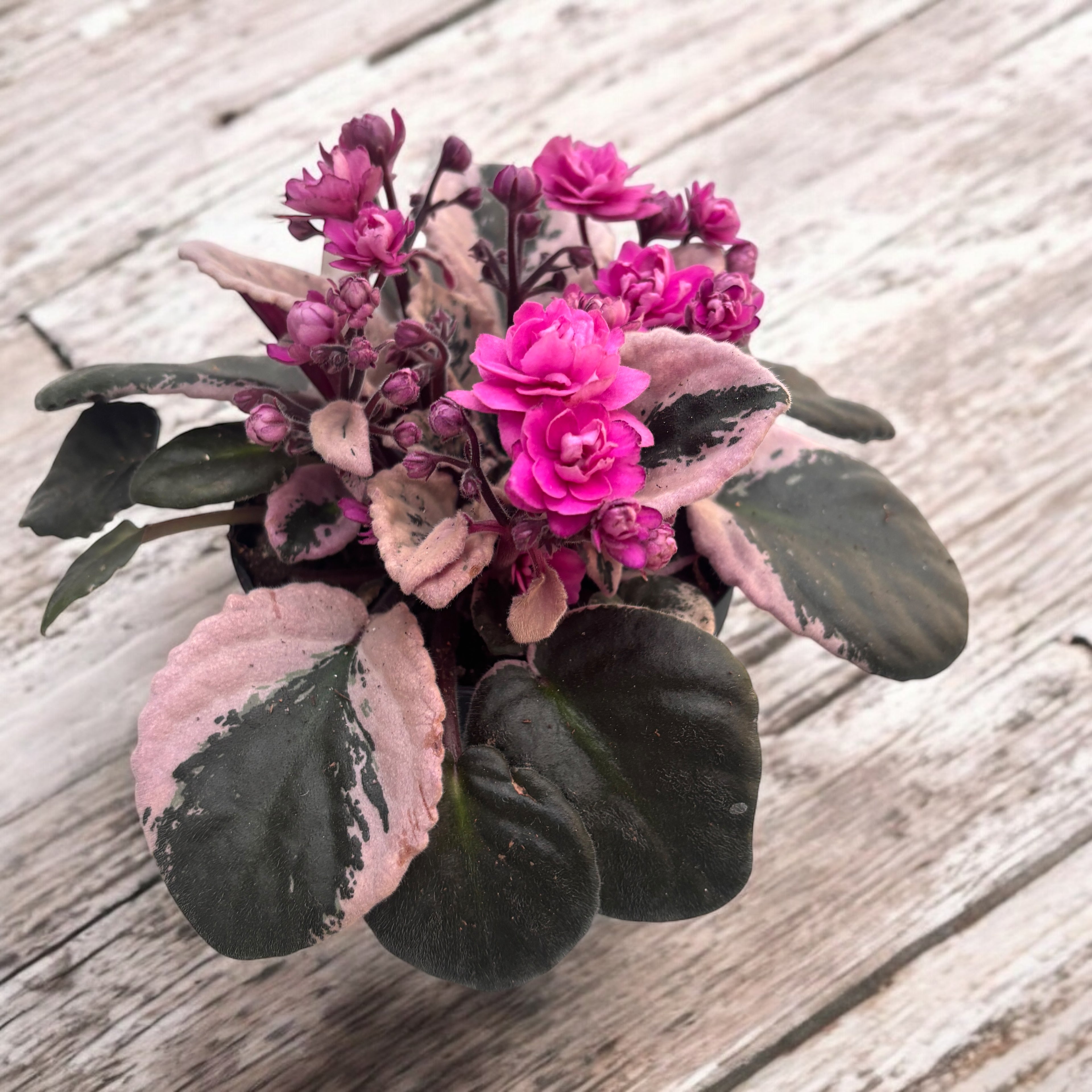 Saintpaulia Hovariagata - violete cu frunze variegate