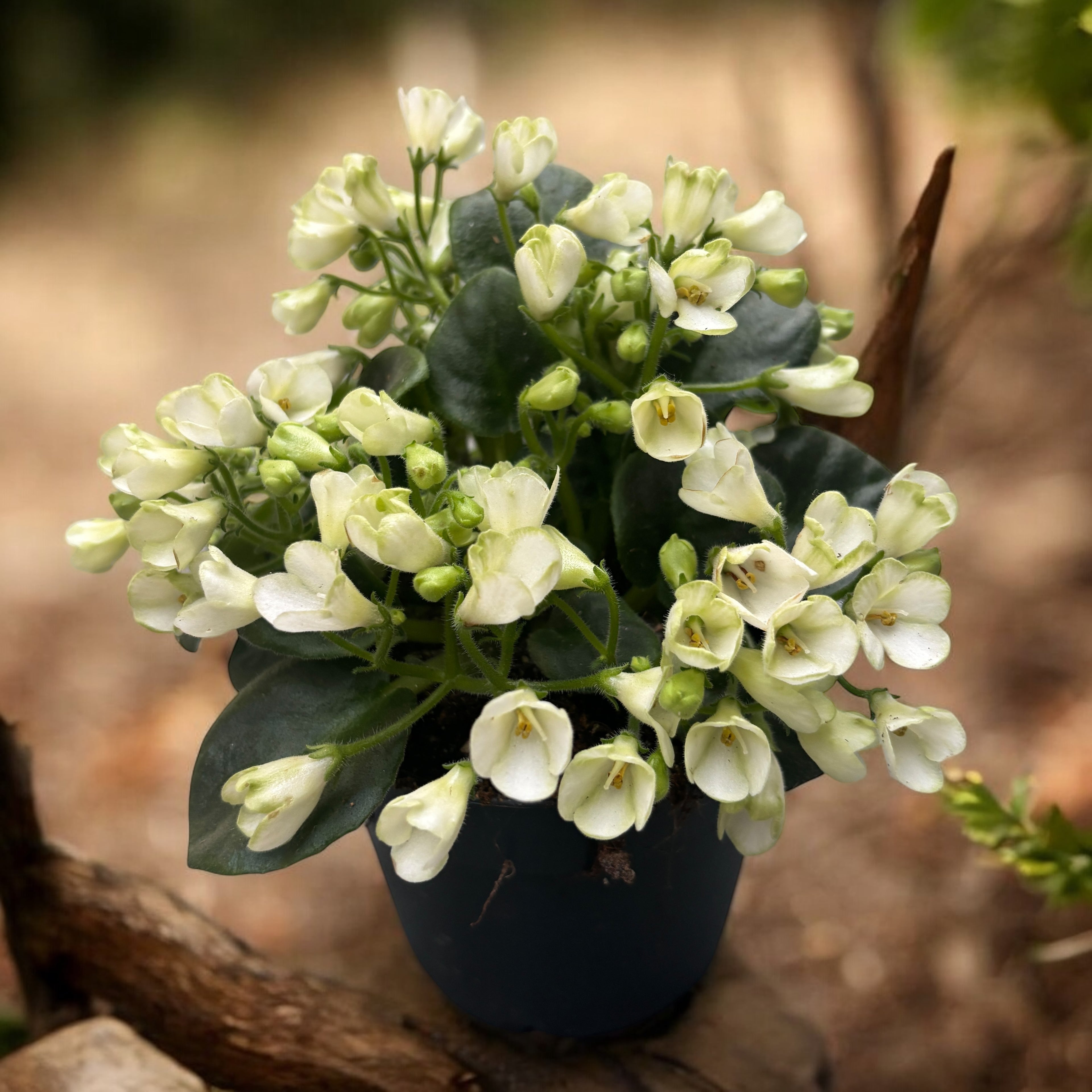 Saintpaulia ‘White Trumpet’ - violete speciale