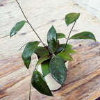 Hoya Tequila Sunrise - full pots