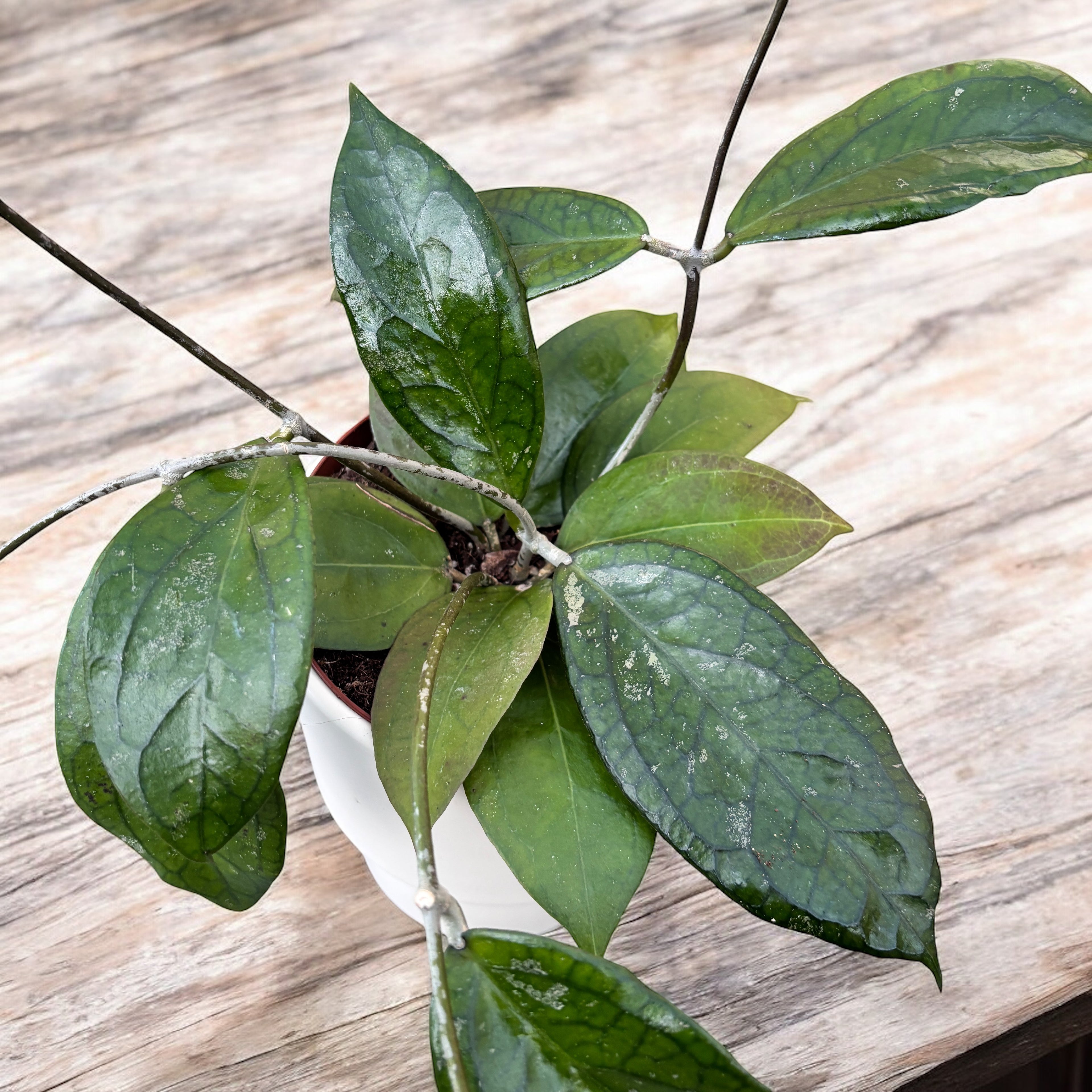 Hoya Tequila Sunrise - full pots