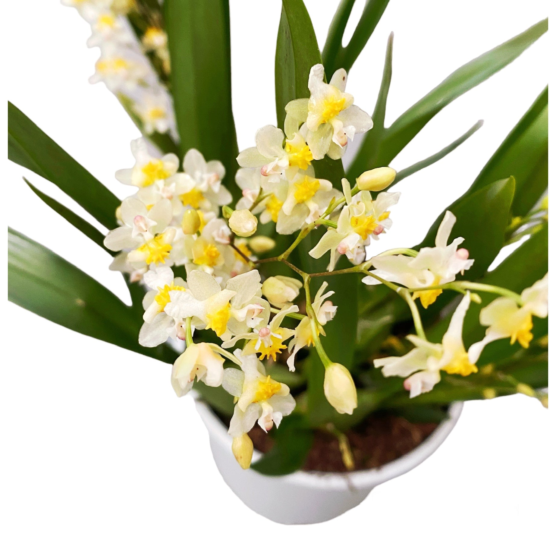 Oncidium Twinkle Pearl - intensiv duftende Blumen