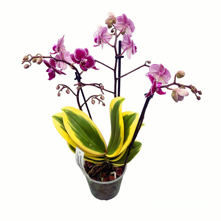 Phalaenopsis Chia E Yenlin (frunze variegate)