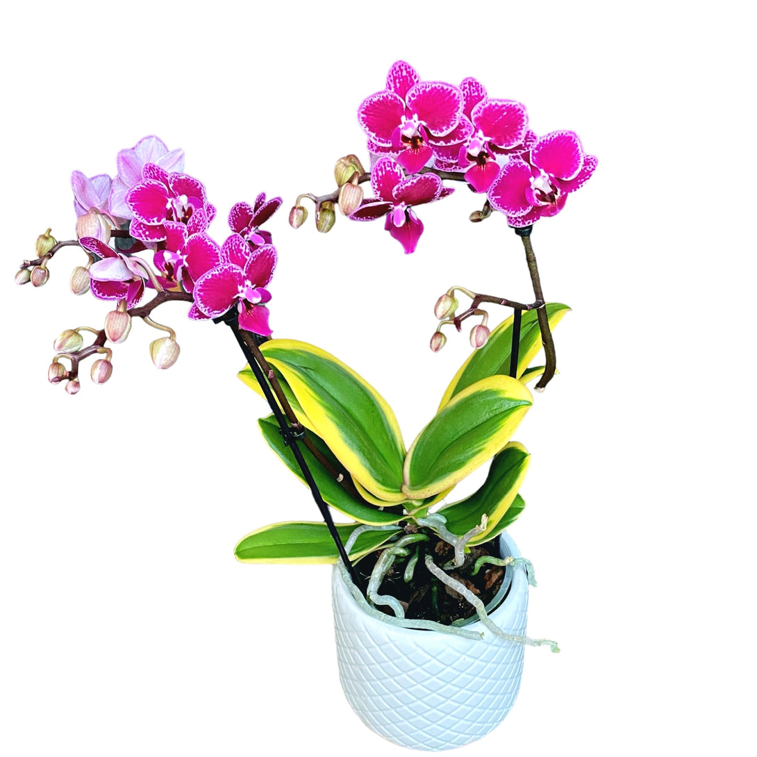 Phalaenopsis Chia E Yenlin (frunze variegate)