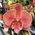 Phalaenopsis ‘Nina’ big lip