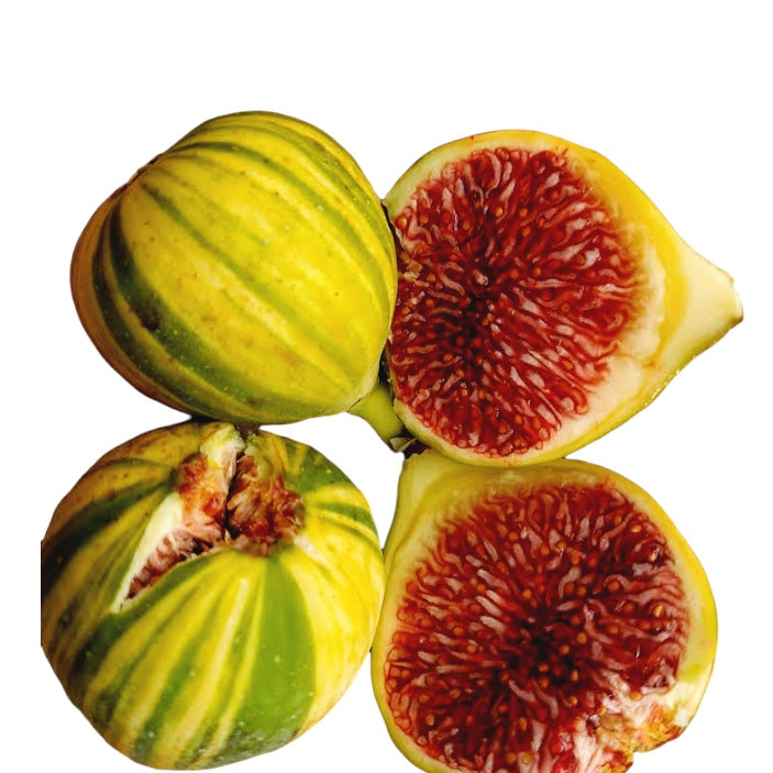 Figa na pniu z owocami różnobarwnymi - Ficus carica 'Panache' - 100 cm