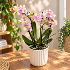Phalaenopsis Blossom Bliss (peloric flowers)