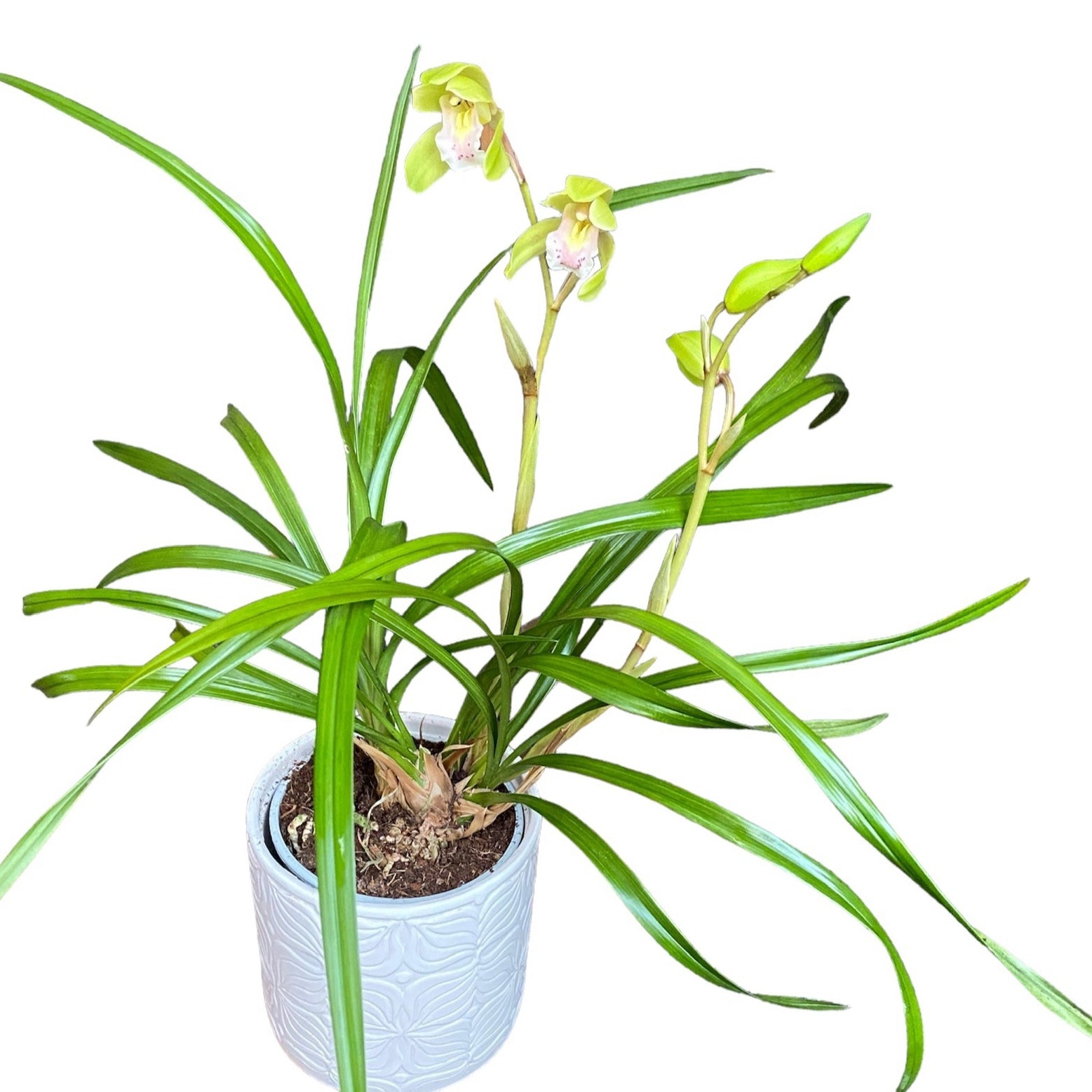 Cymbidium Nagalex 'Hatsune' (goeringii x Alexanderi) интензивно ароматен