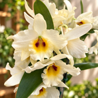 Dendrobium Yellow Magic 'Φεστιβάλ'