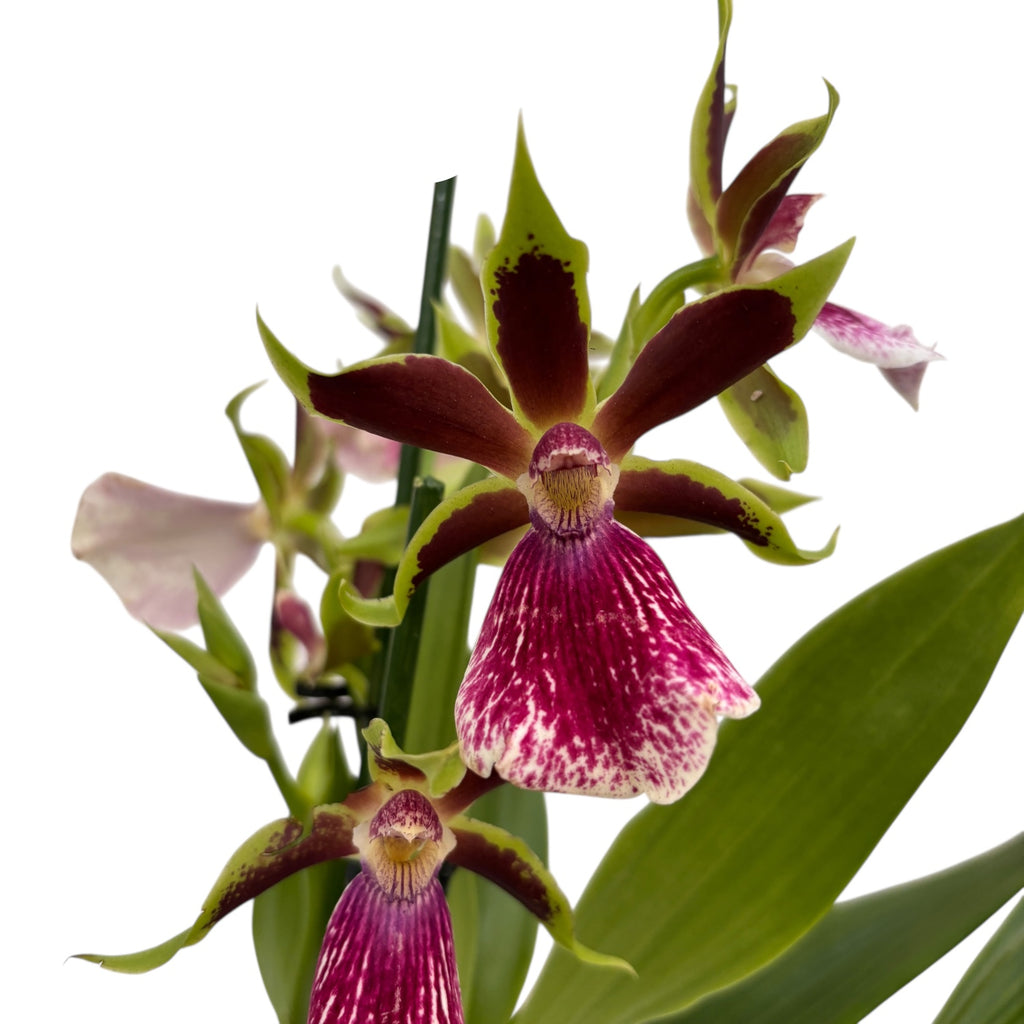 Zygolum Louisendorf 'Rhein Moonlight' (wariant) - pachnące kwiaty