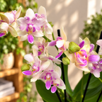 Phalaenopsis Blossom Bliss (peloric flowers)