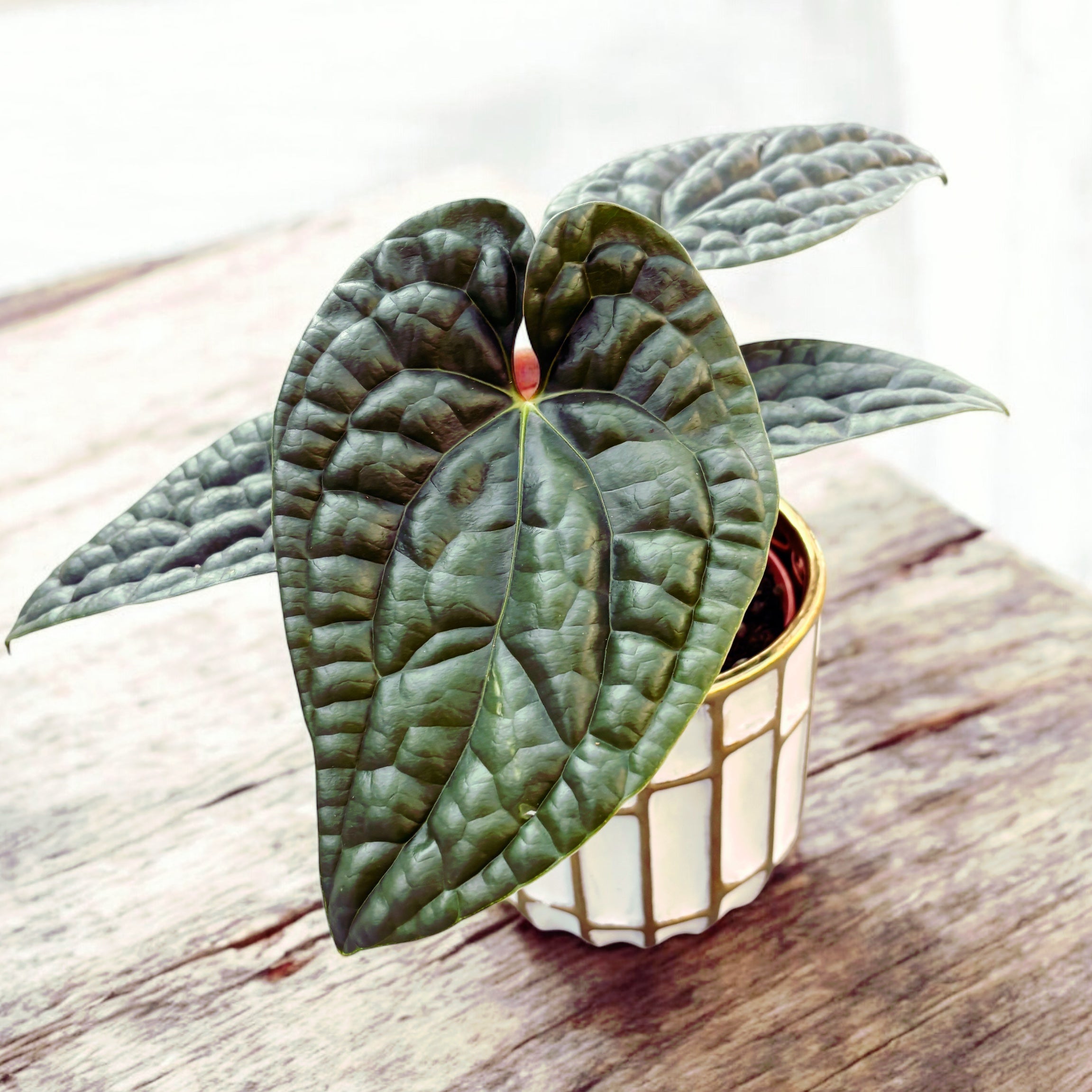 Anthurium luxurians (Quilted Hearts Anthurium) – Secret Garden