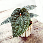 Anthurium luxurians (Quilted Hearts Anthurium)