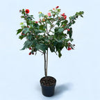 Abutilon 'Red Trumpet' (floarea de artar) - exemplare XL