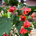 Abutilon 'Red Trumpet' (floarea de artar) - exemplare XL