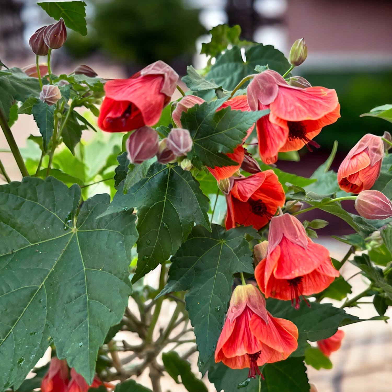 Abutilon 'Red Trumpet' (floarea de artar) - exemplare XL