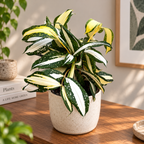 Dracaena surculosa 'Milky Way'