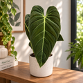 Philodendron melanochrysum (Philodendron Black Gold)