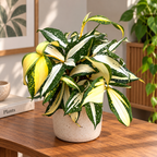 Dracaena surculosa 'Milky Way'